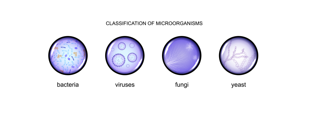 A diagram showing the classifications of microorganisms
