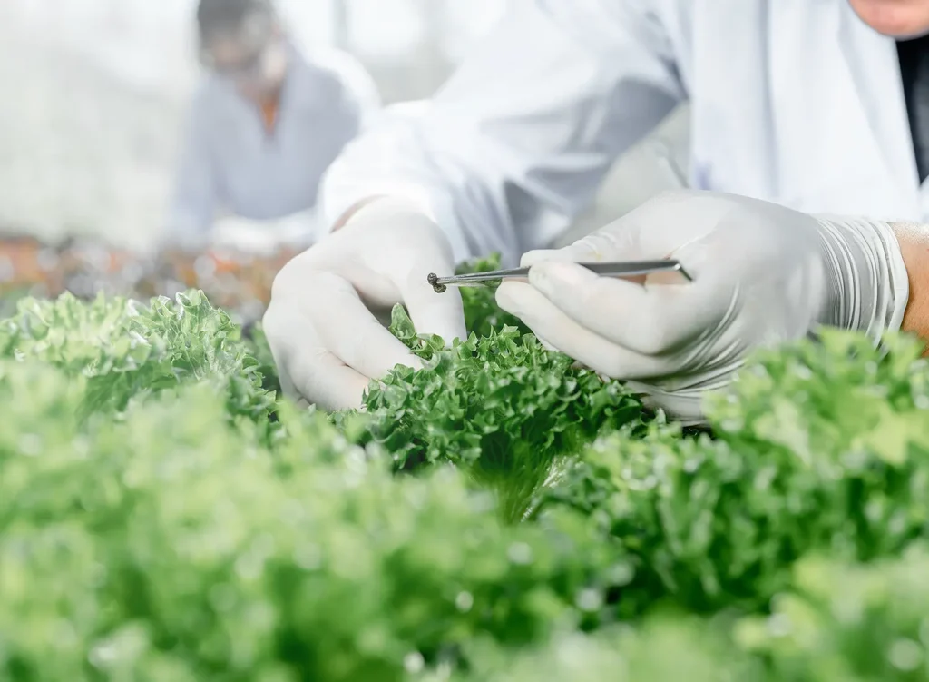 A photograph of an indoor farmworker's gloved hands tending produce.