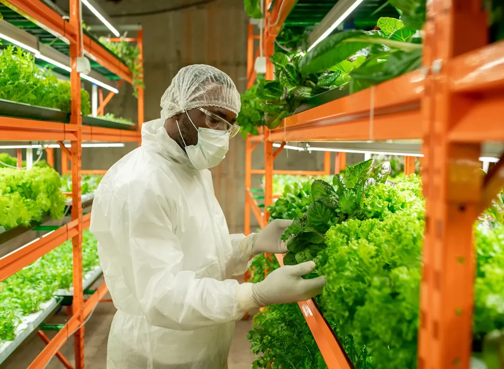 A photograph of a gowned man working with the produce in elevated indoor commerical hydoponic beds.